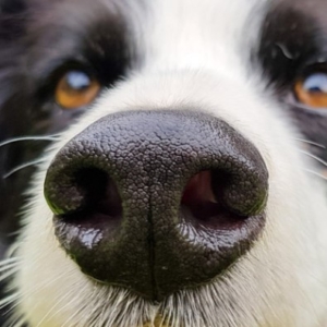 Manouk-Born-To-Sniff