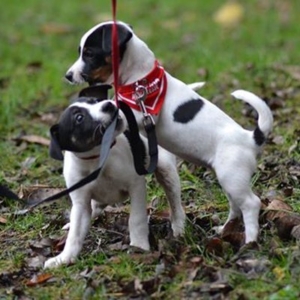 Puppy-Class