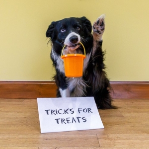 Tricks-for-Treats
