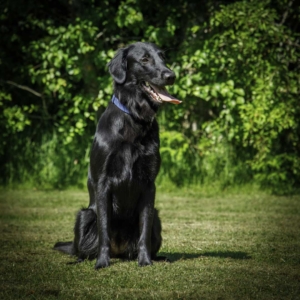 Adult-Dogs