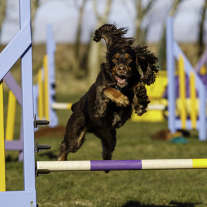 Agility