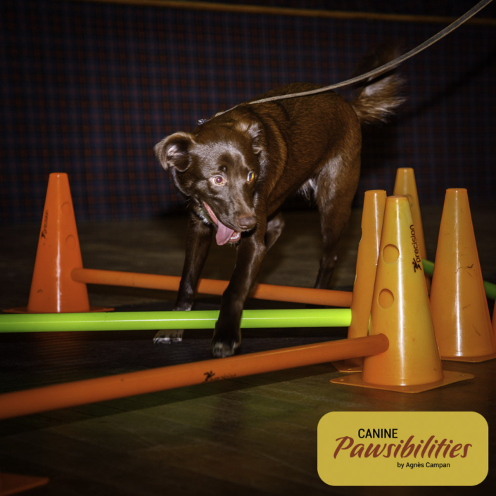 Dog attending Canine Fitness & Conditioning Workshop