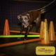 Dog attending Canine Fitness & Conditioning Workshop