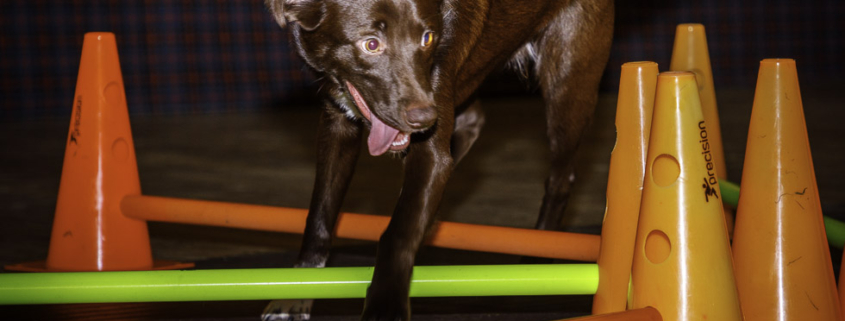 Dog attending Canine Fitness & Conditioning Workshop