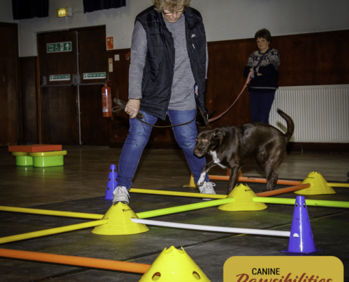 Dog attending Canine Fitness & Conditioning Workshop