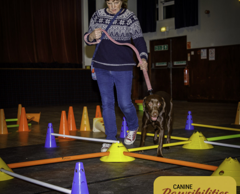 Dog attending Canine Fitness & Conditioning Workshop