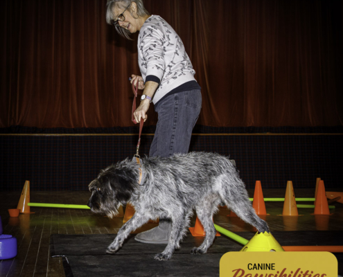 Dog attending Canine Fitness & Conditioning Workshop