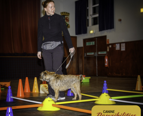 Dog attending Canine Fitness & Conditioning Workshop