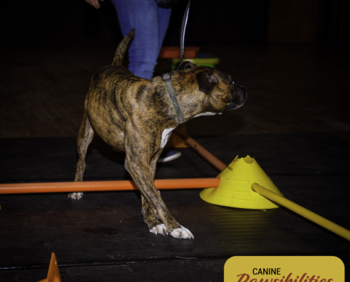 Dog attending Canine Fitness & Conditioning Workshop