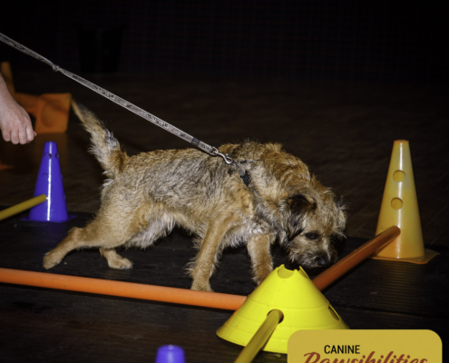 Dog attending Canine Fitness & Conditioning Workshop