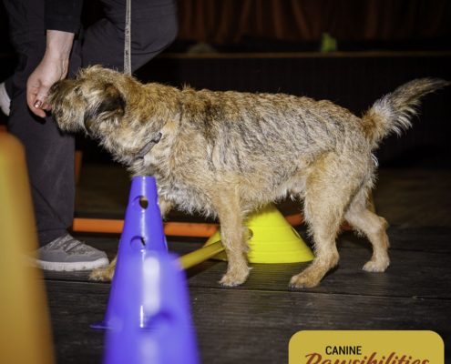 Dog attending Canine Fitness & Conditioning Workshop