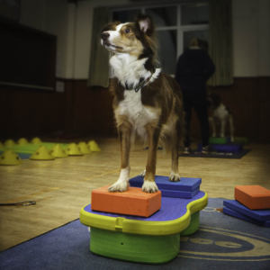 K9 Fitness