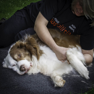 Canine-Massage