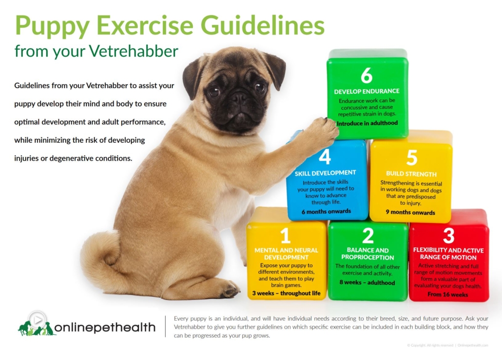 Puppy Exercise Guidelines Canine Pawsibilities
