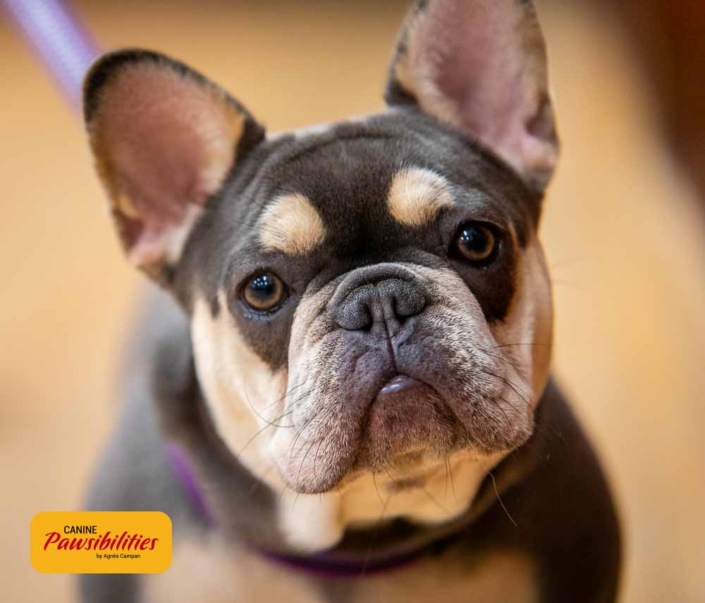 Canine-Paswibilities-20231482