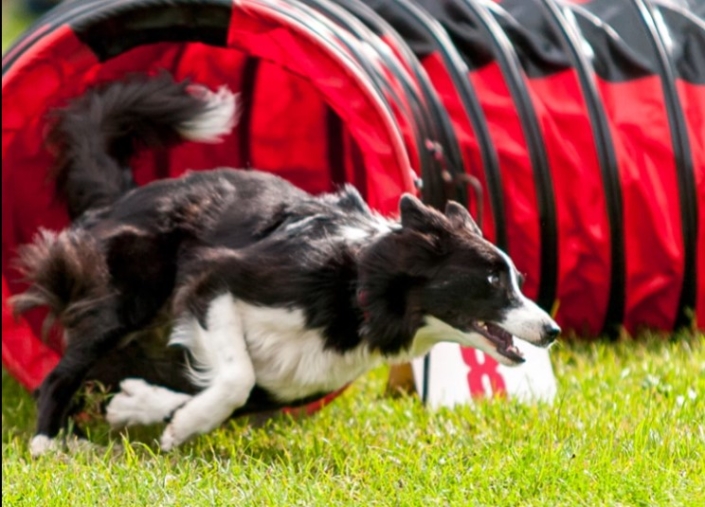 Midge-exiting-the-Tunnel