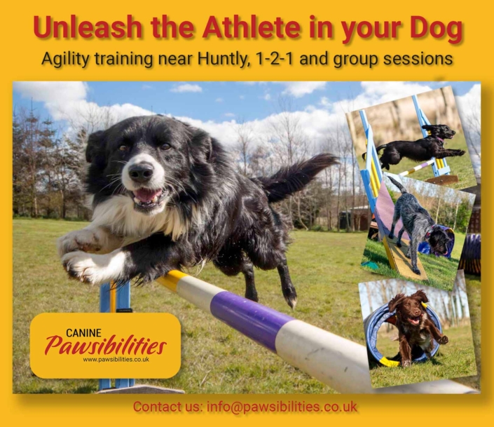 Explore the Athlete