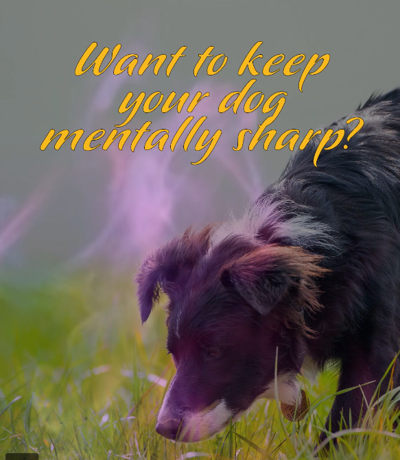 Keep your dog mentally sharp