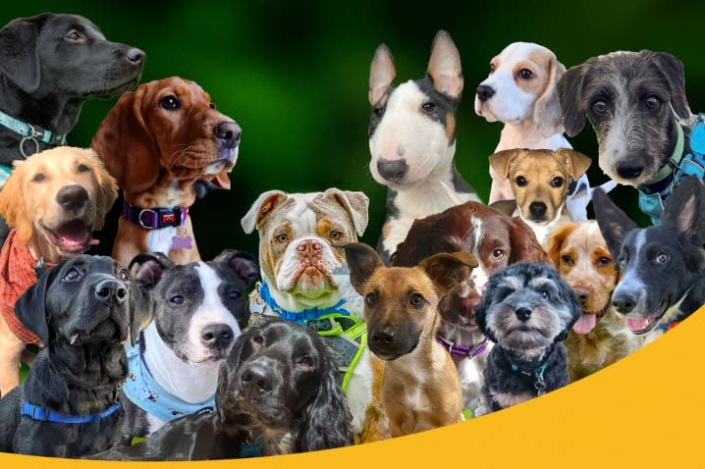 Puppy School is Greate Fun