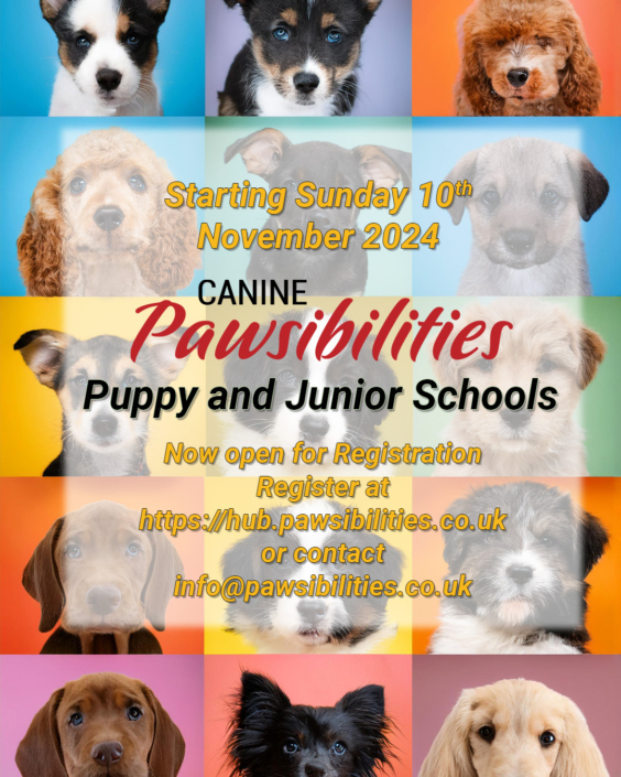 Puppy School – November