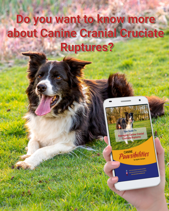 Cranial Cruciate Ligmanet Ruptures