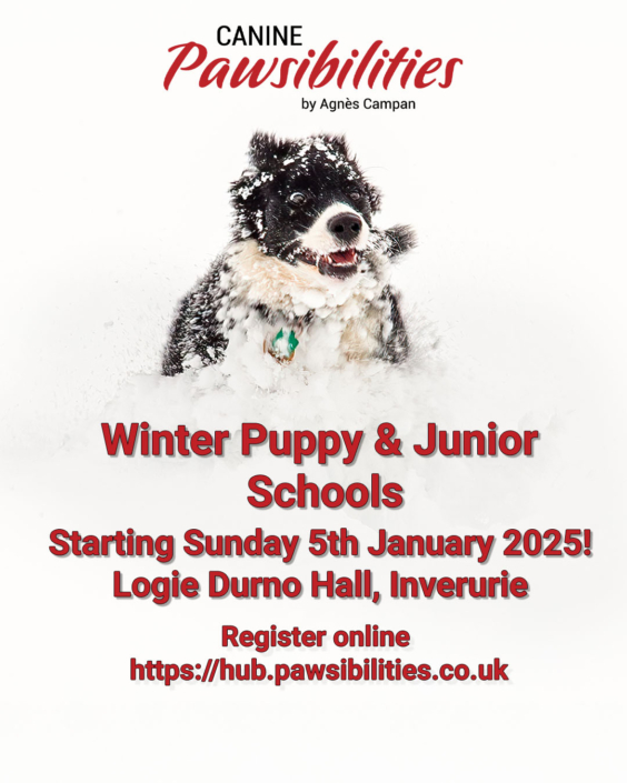 WInter-puppy-schools