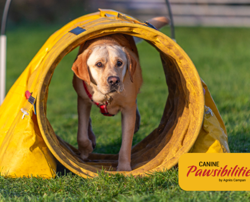 Canine-Pawsibilities-20