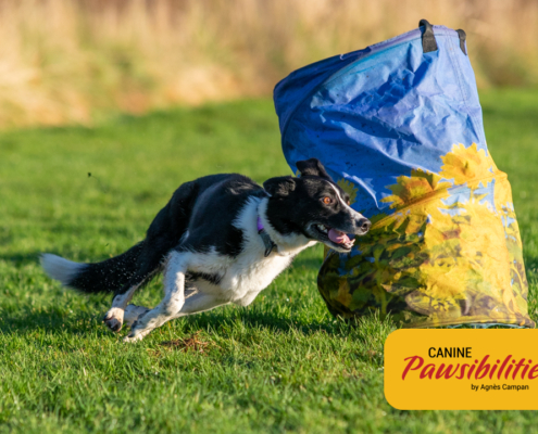 Canine-Pawsibilities-27