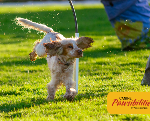 Canine-Pawsibilities-29