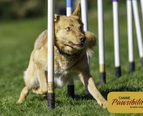Agility-Weaves-1