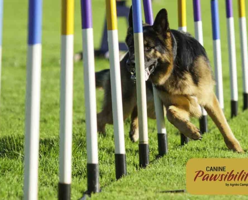 Agility Training. www.caninepawsibilities.co.uk