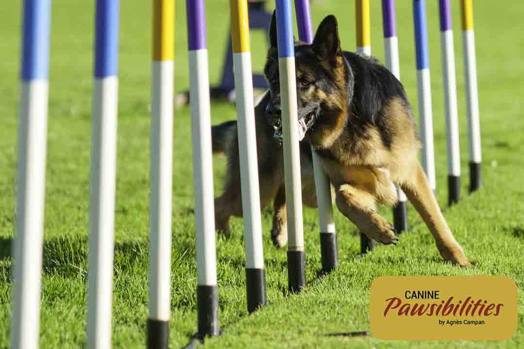 Agility Training. www.caninepawsibilities.co.uk