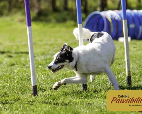 Agility-Weaves-2