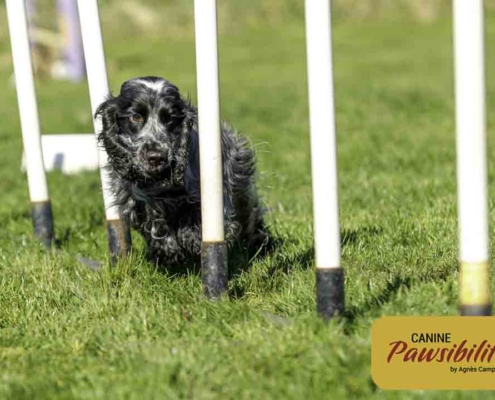Agility-Weaves-3