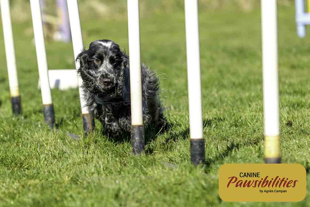 Agility-Weaves-3