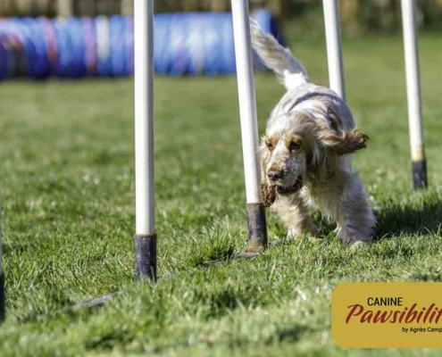 Agility-Weaves-4