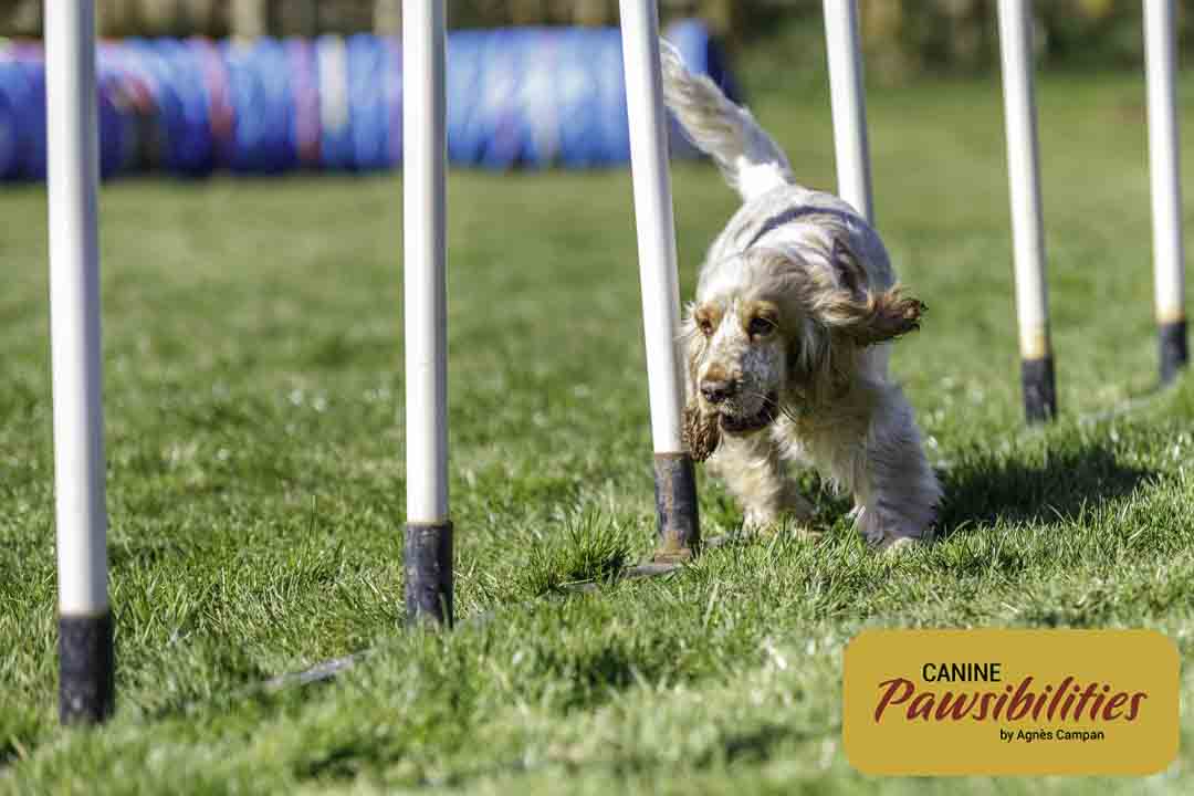 Agility-Weaves-4