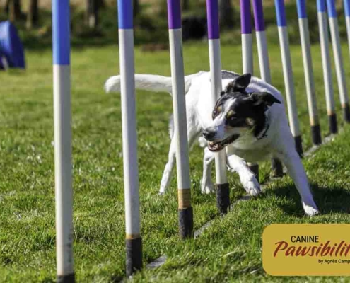 Agility-Weaves-5