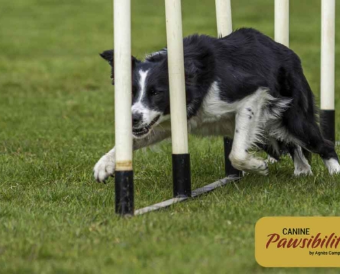 Agility Training. www.caninepawsibilities.co.uk