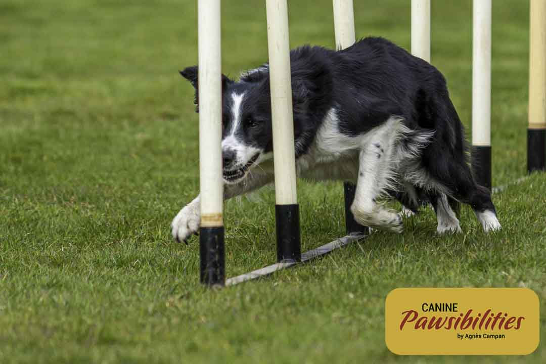Agility Training. www.caninepawsibilities.co.uk